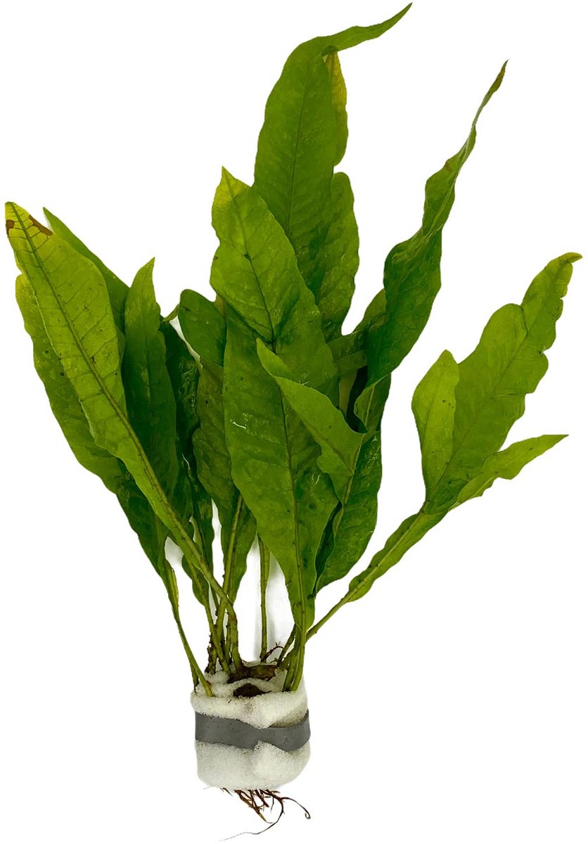 Microsorum pteropus, Barsch, Robuust, Waterplant, Aquarium Groen