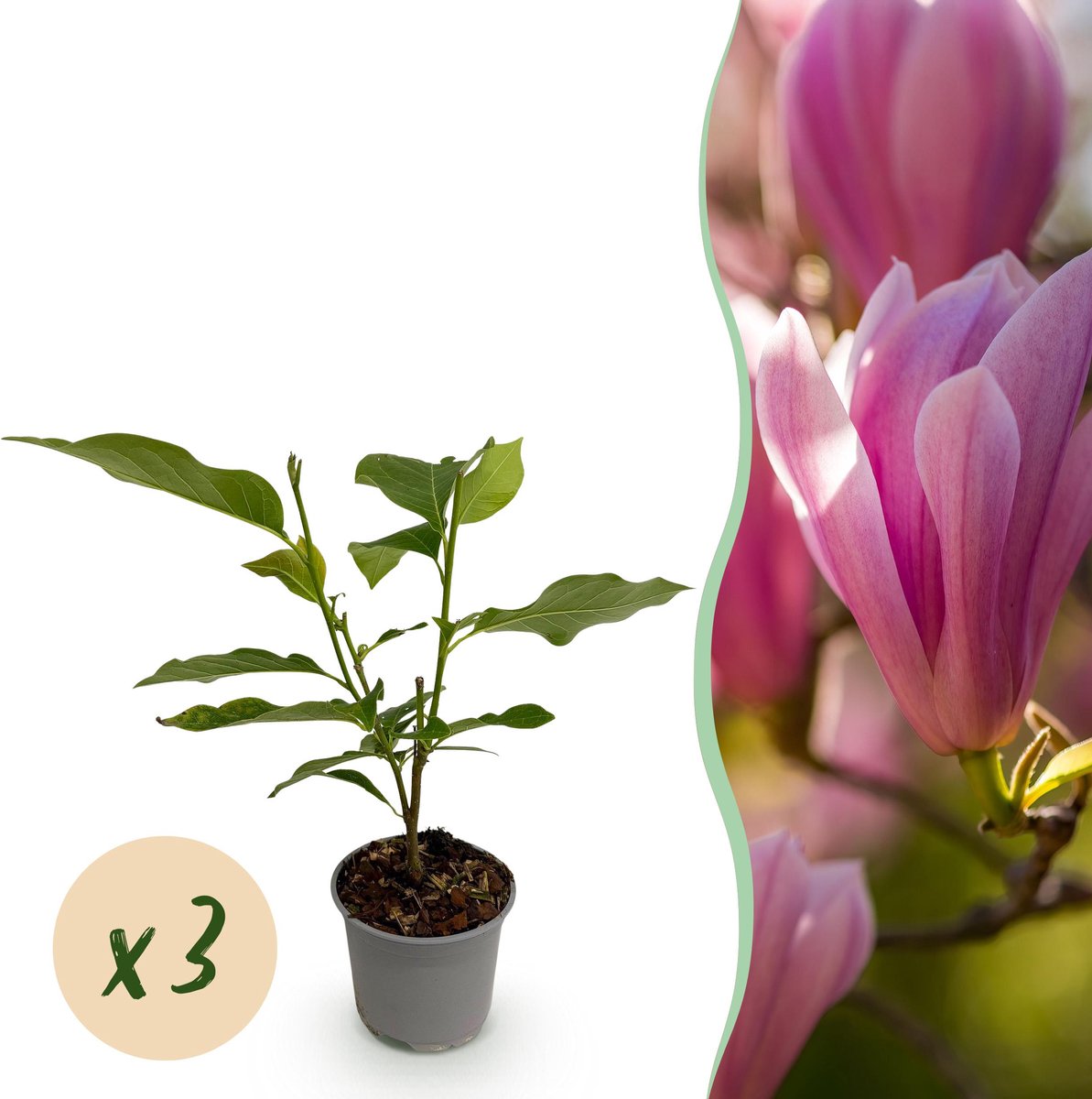 Plantenboetiek.nl | Magnolia Heaven Scent - Bloem Roze - 3 Planten - Bladverliezend - Weinig Onderhoud - Ø12cm - 30cm hoog - Tuinplant