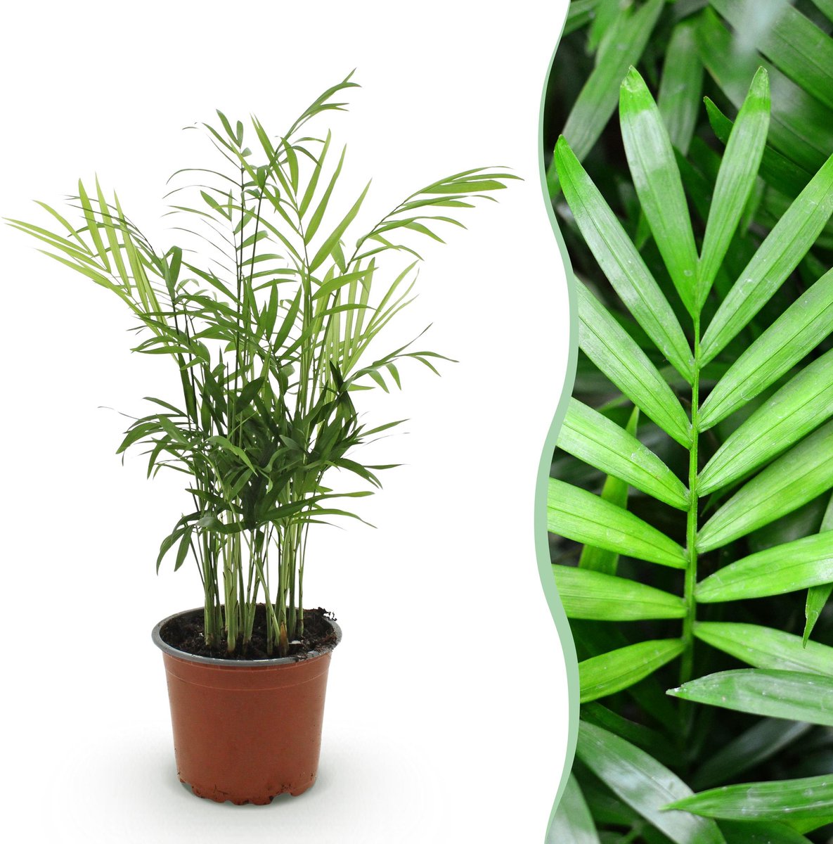 Plantenboetiek.nl | Chamaedorea elegans - Goudpalm - Huisdiervriendelijke Plant - Groen - Ø12cm - 15cm hoog - Kamerplant - Groenblijvend