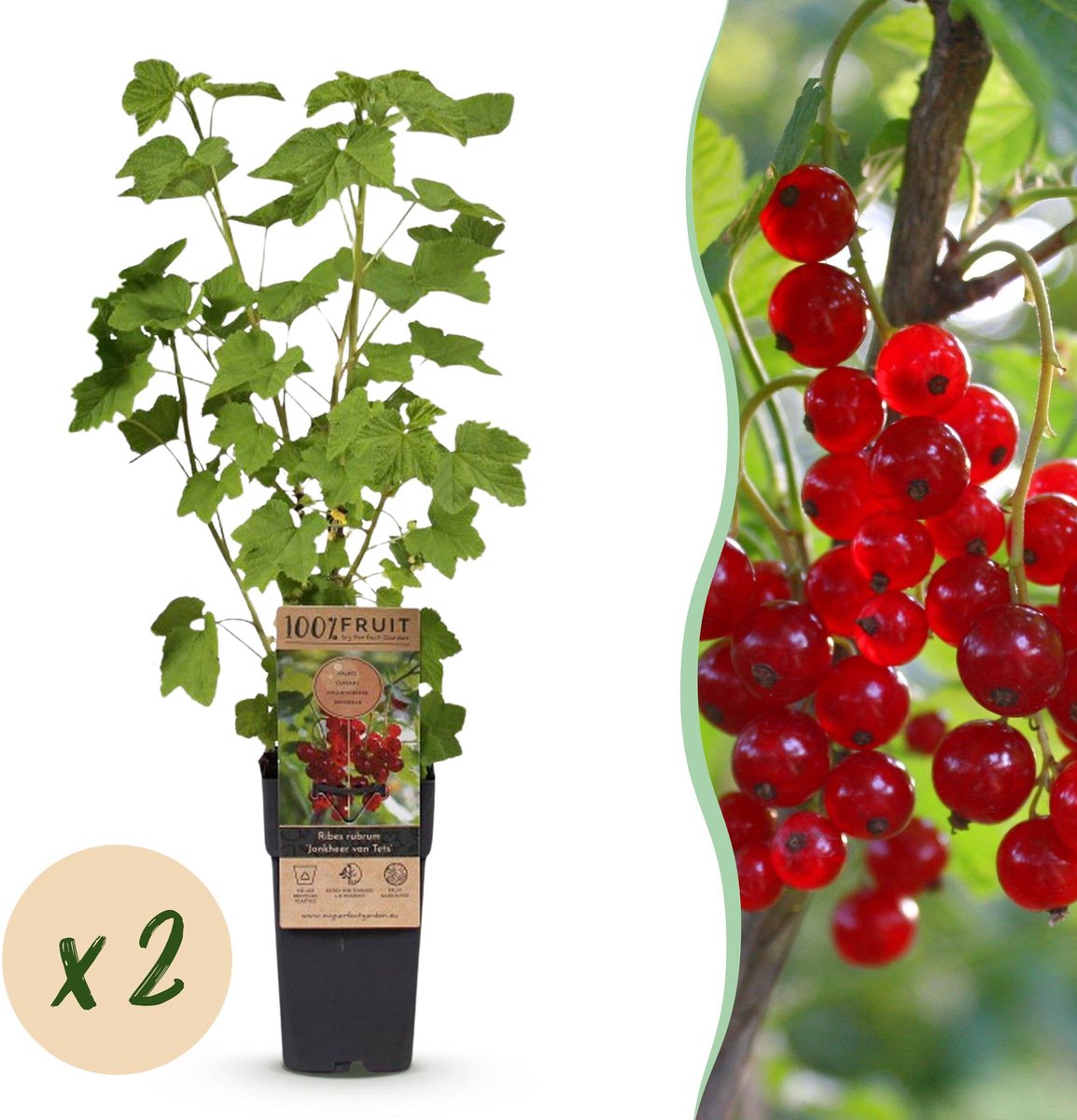 Plantenboetiek.nl | Ribes rubrum Jonkheer van Tets - Bessenplant - Winterhard - Rode Bes - 2 Planten - Ø15cm - 40-50cm hoog - Tuinplant