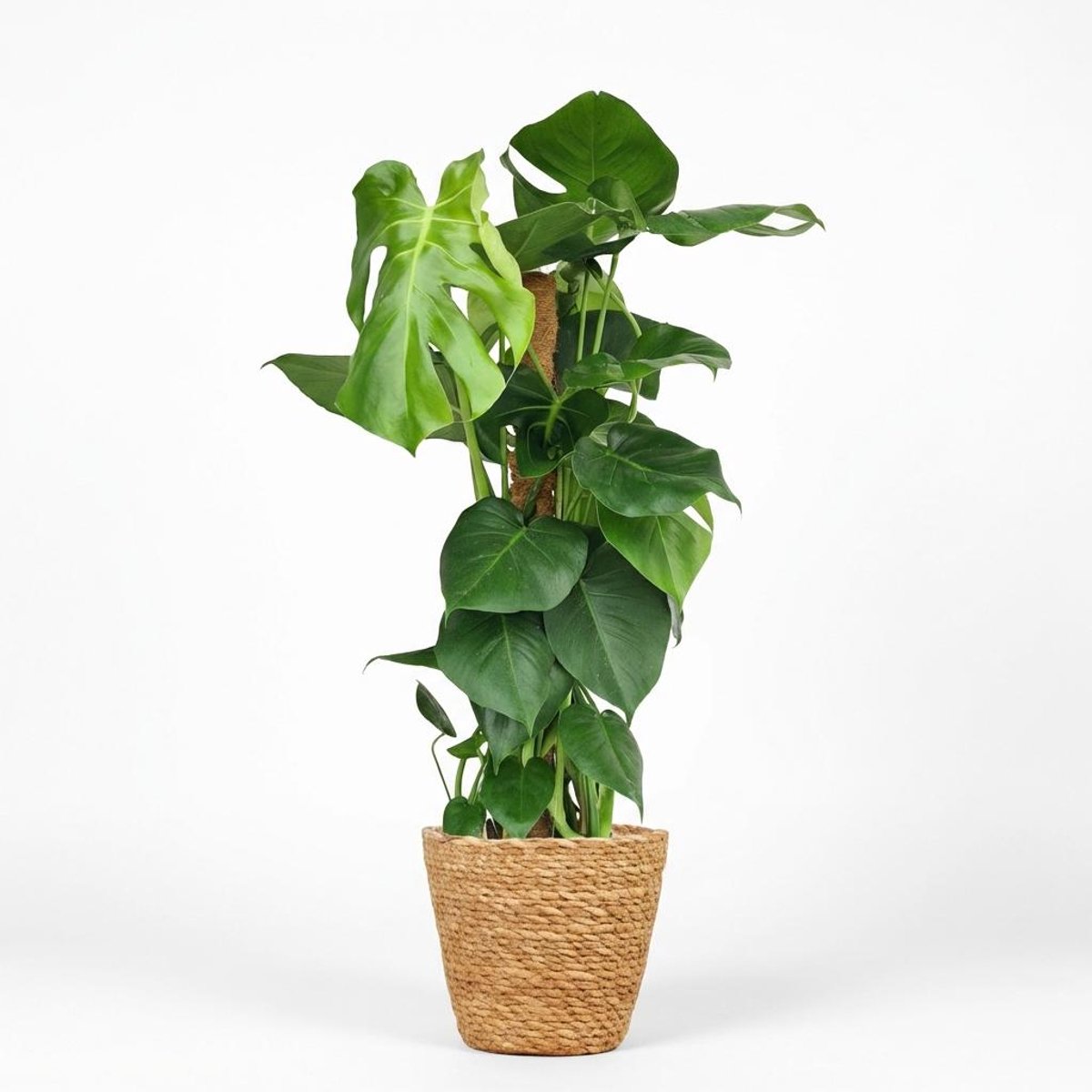 Plantenboetiek.nl | Gatenplant - Monstera Deliciosa mosstok - Groen - Weinig onderhoud - met Mand - Ø19cm - 80-90cm hoog - Kamerplant - Groenblijvend