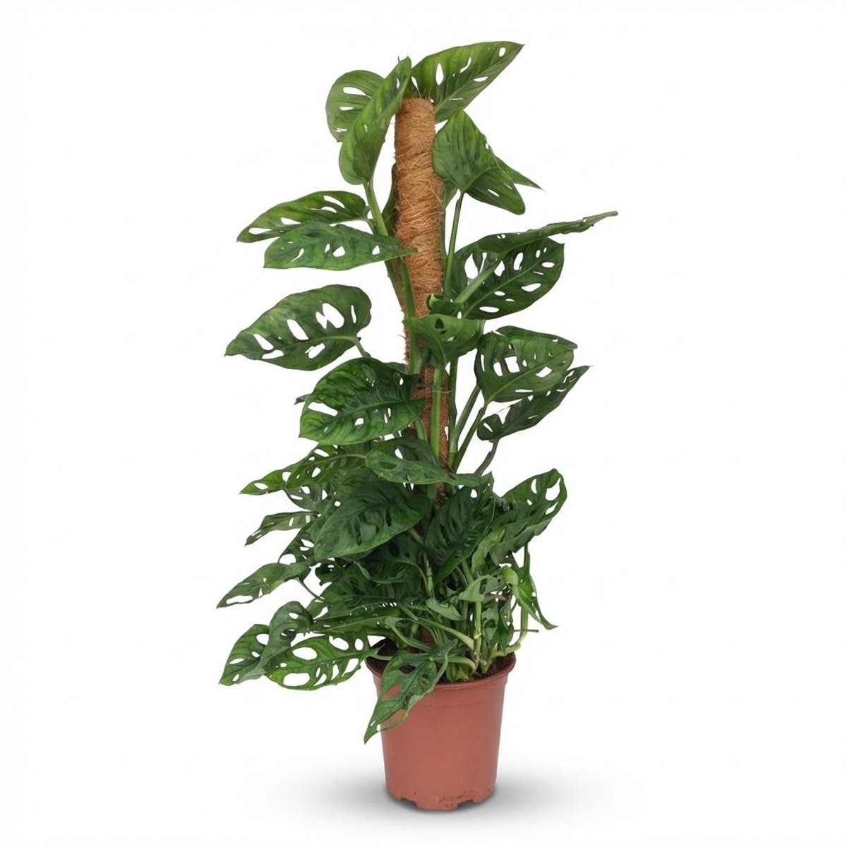 Plantenboetiek.nl | Monkey Mask - Monstera Andansonii Mosstok - Groen - Weinig onderhoud - Ø19cm - 80-90cm hoog - Kamerplant - Groenblijvend