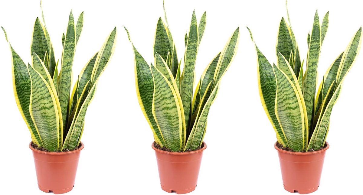 Set of 3 bow hemp - Sansevieria trifasciata Laurentii - height approx. 35 cm, pot Ø 12 cm - ShopVlot