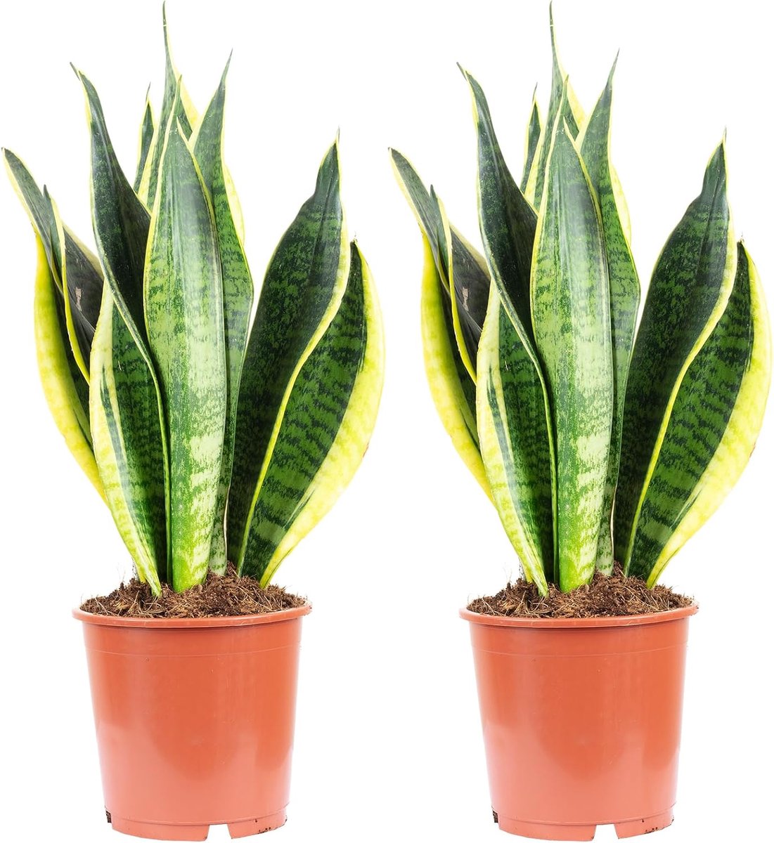 2x bow hemp, easy-care houseplant, Sansevieria trifasciata Laurentii, height approx. 45 cm, pot Ø 14 cm - ShopVlot