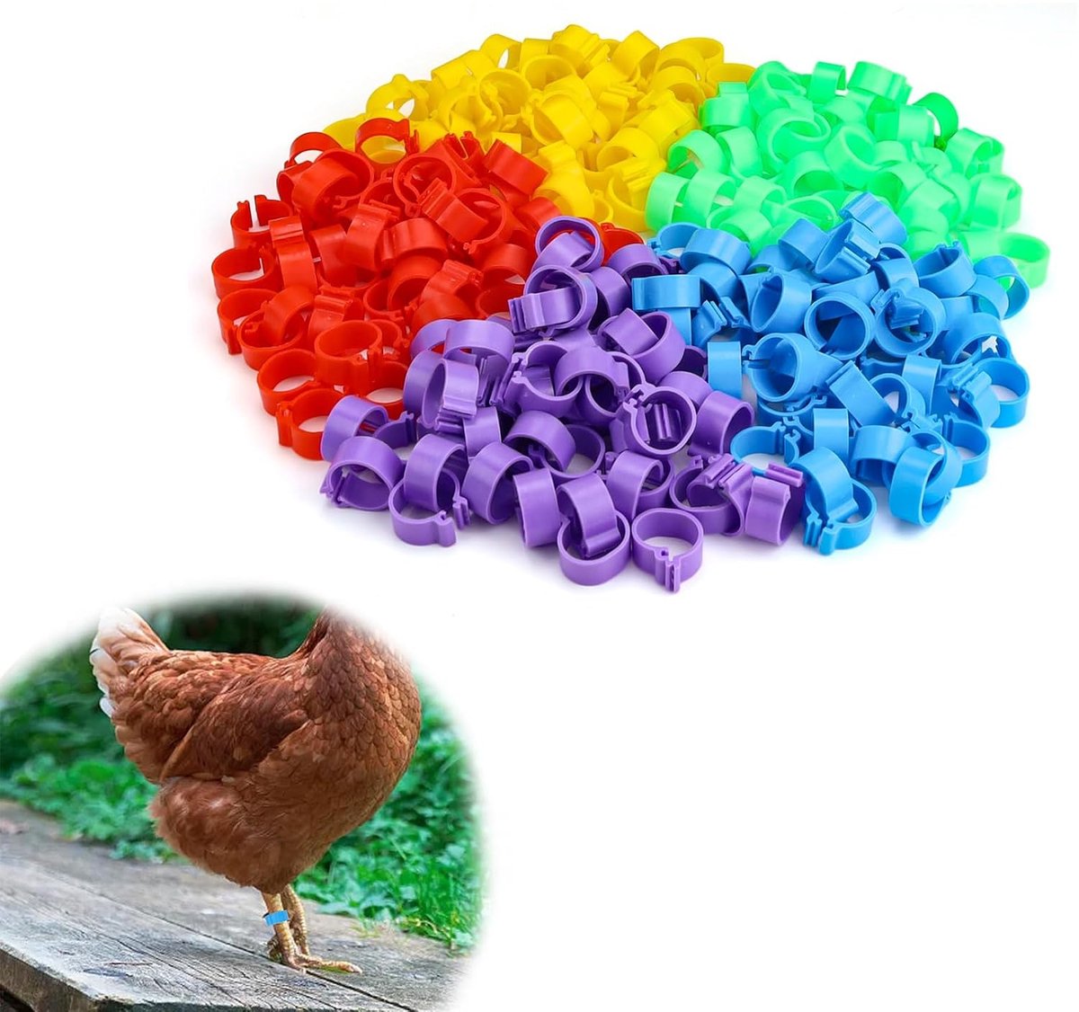 0XBIT Chicken Ring, 250 Pcs Chicken Thigh Rings, 16mm Chicken Ring, Removable Poultry Rings for Chickens, Geese, Ducks - ShopVlot