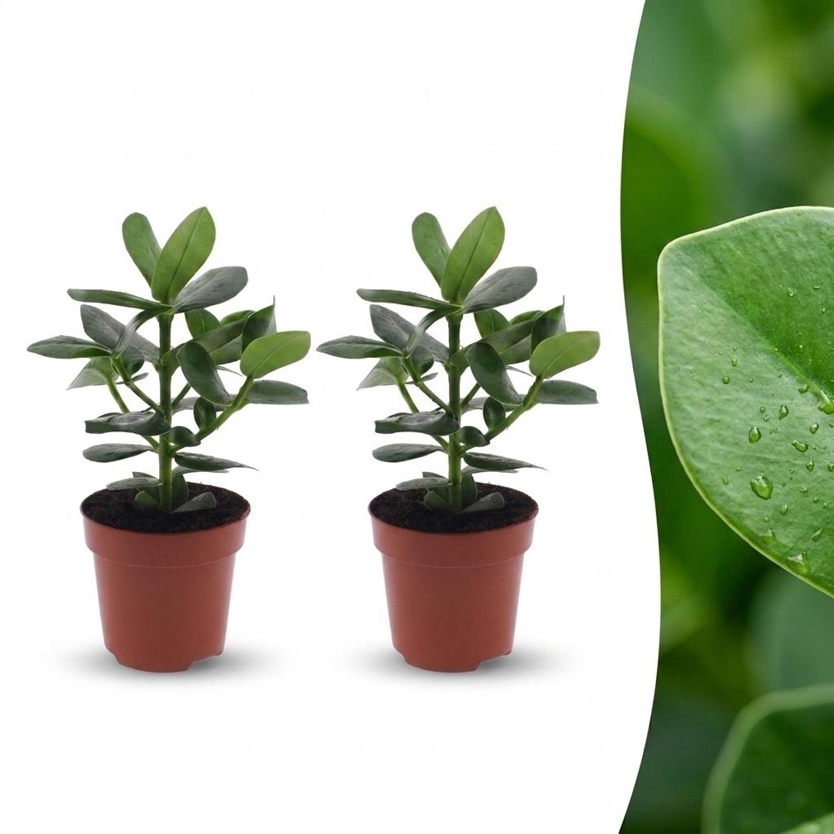 Green boutiQ - Clusia Princess - Clusia - 2 Planten - Pot 12cm - Hoogte - 40cm