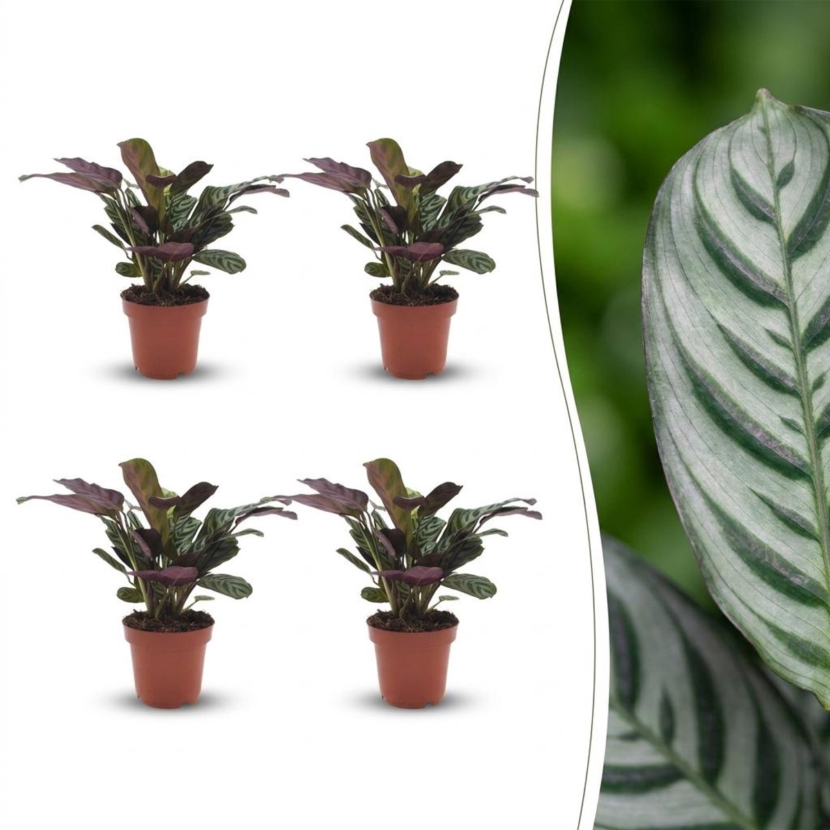 Green boutiQ - Ctenanthe Burle Marxii - Visgraatplant - 4 Planten - Pot 12cm - Hoogte - 30cm