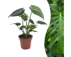 Green boutiQ - Monstera Deliciosa - Gatenplant - 1 Plant - Pot 12cm - Hoogte - 30cm