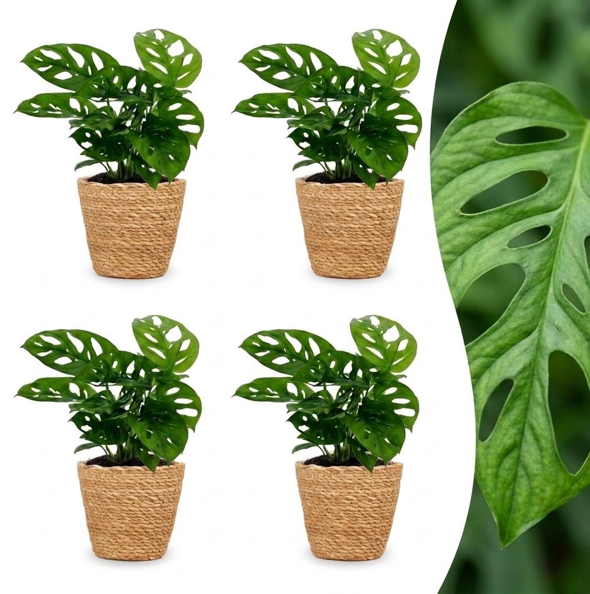 Green boutiQ - Monstera Adansonii - Rhaphidophora Tetrasperma - 4 Planten - met Mand - Pot 12cm - Hoogte - 25cm