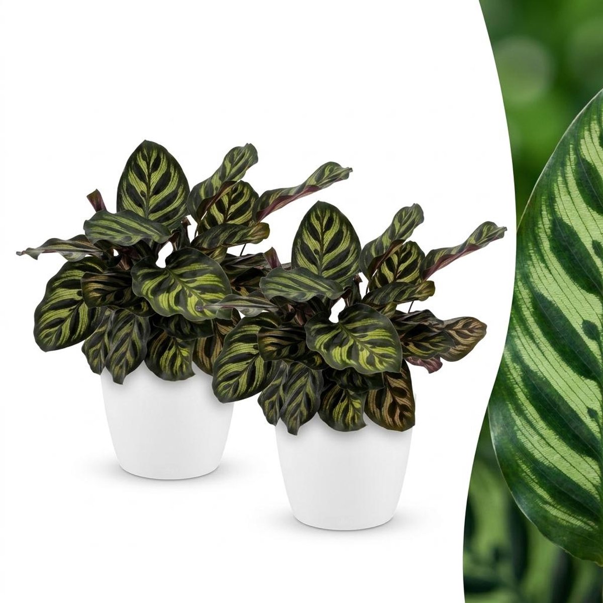 Green boutiQ - Calathea Makoyana - Pauwenplant - 2 Planten - met Potter Wit - Pot 12cm - Hoogte - 25cm