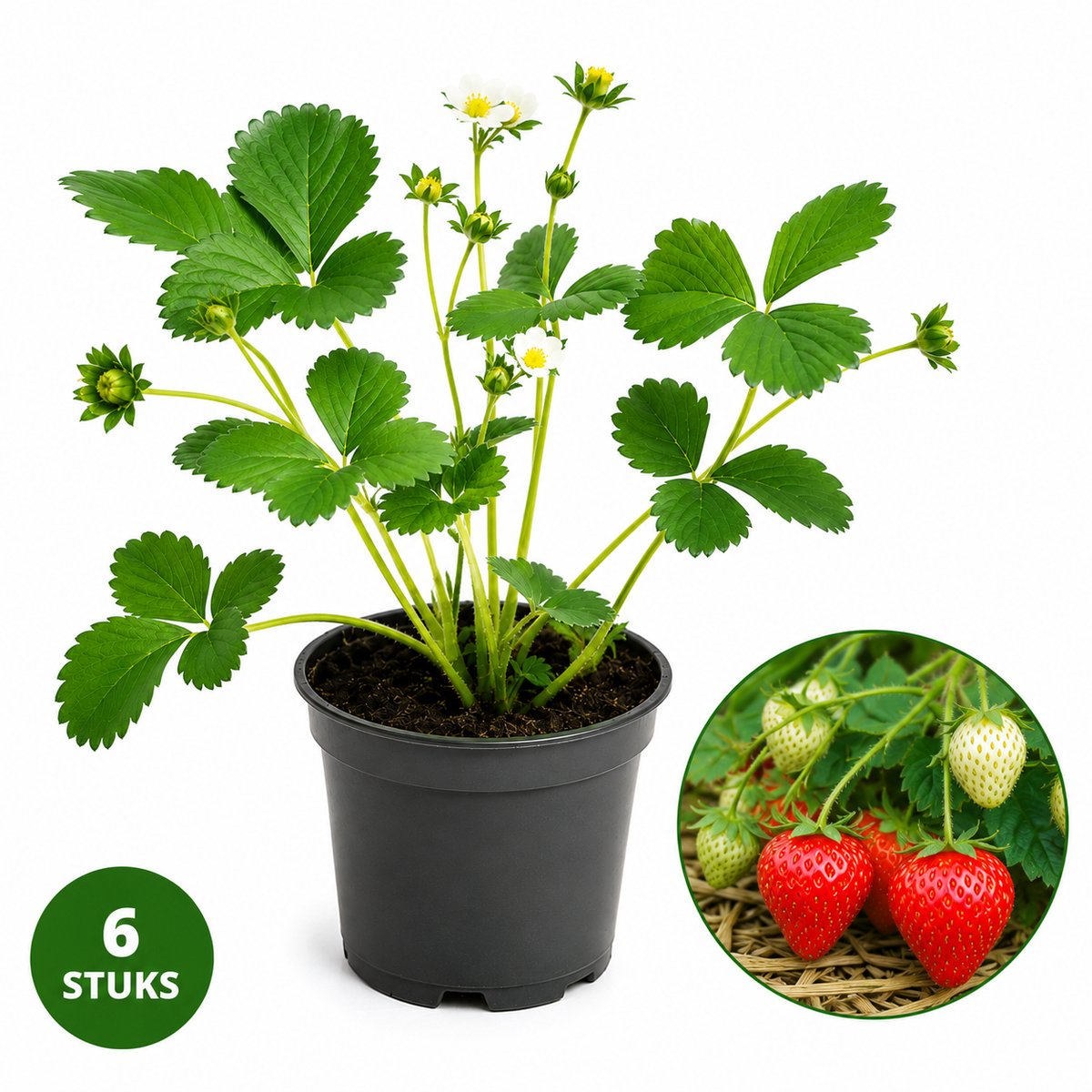 Aardbeiplanten Elsanta – 6 Aardbeienplanten – Zomerdragende Aardbei – Fragaria × ananassa – Moestuin, Balkon & Terras