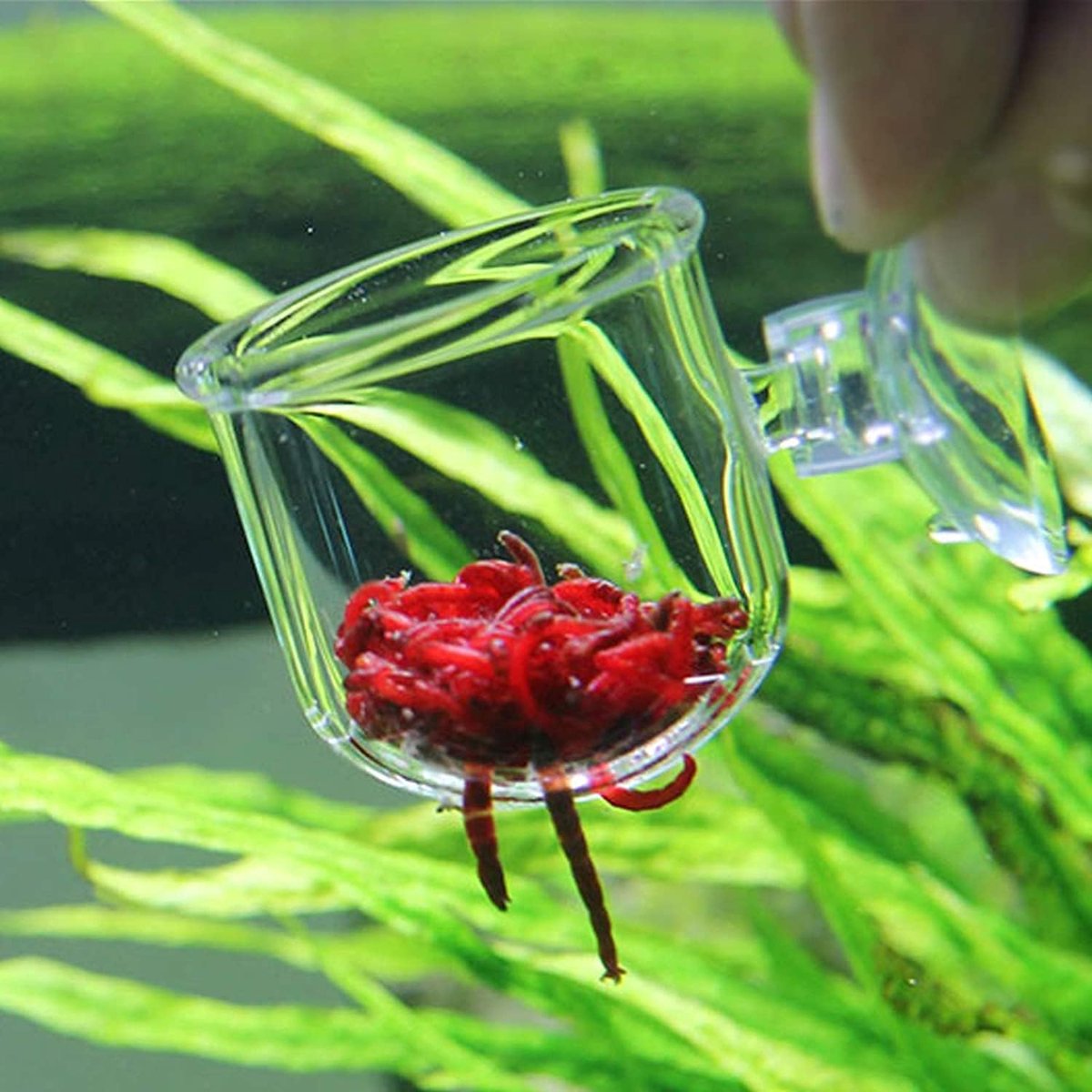 - Visvoeder - Aquaria - Glas - Aquarium - Voeding - Rode Worm - Garnalen - Live - Pekel - Zuignap - Plant Cup - 2 stuks - Geschikt voor