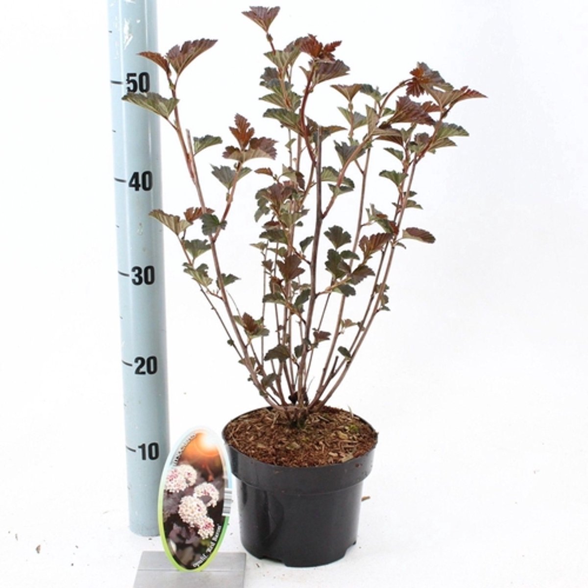 Physocarpus opulifolius 'Red Baron' - Blaasspirea | 25-30 cm in pot