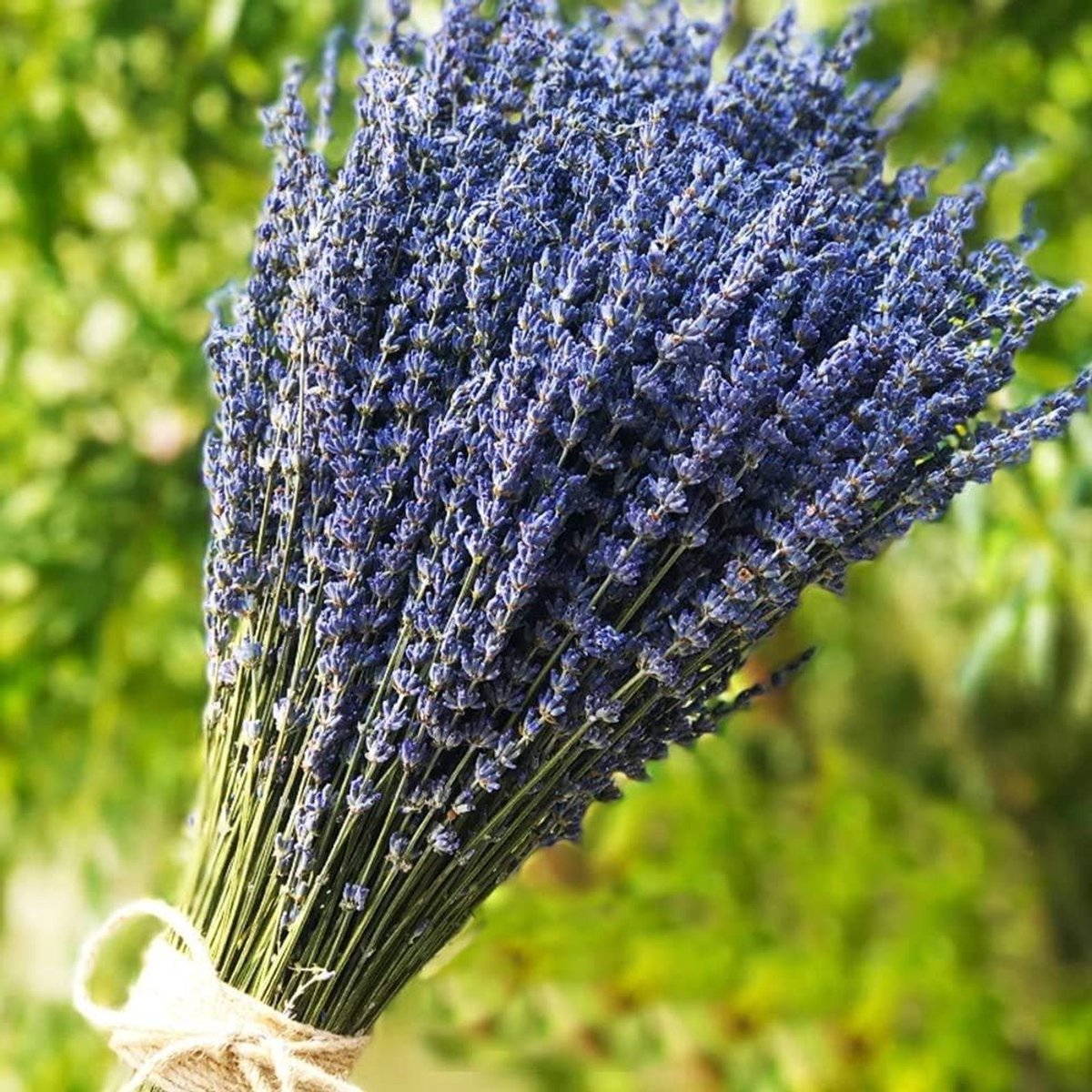Gedroogde Lavendel Bloemenboeketten 400+ Stelen (40cm - 45cm) voor Thuisdecoratie, Ambachten, Geschenken en Bruiloften