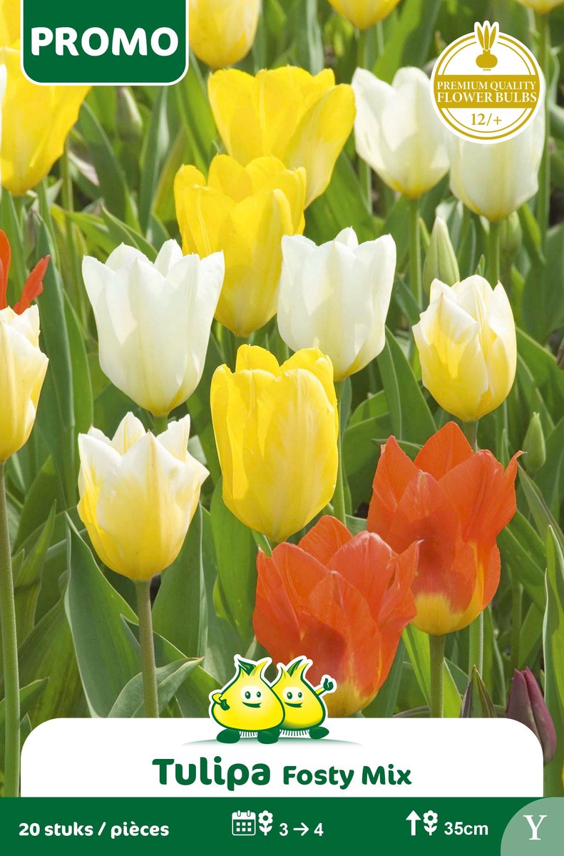 1 Zakje Promoverpakking Tulp Fosteriana Fosty Mix 20stuks maat 14/+