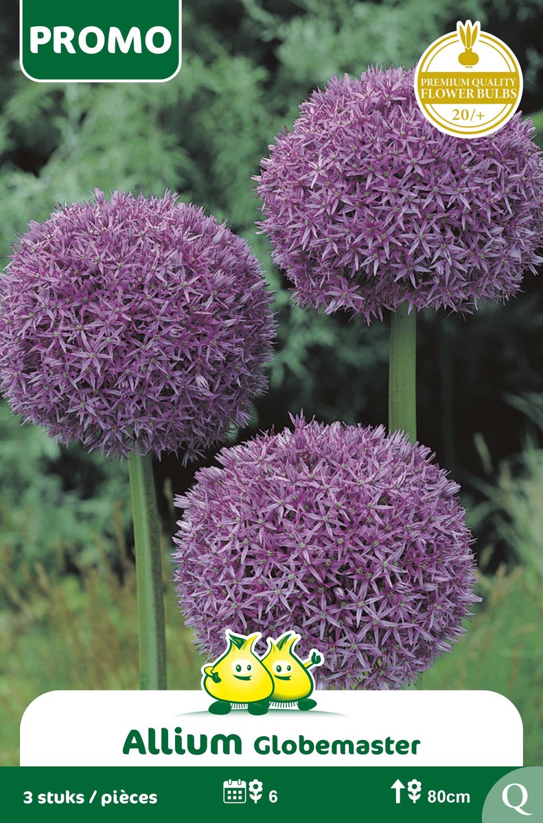 1 Zakje Promoverpakking Allium Globemaster 3 stuks maat 20/+