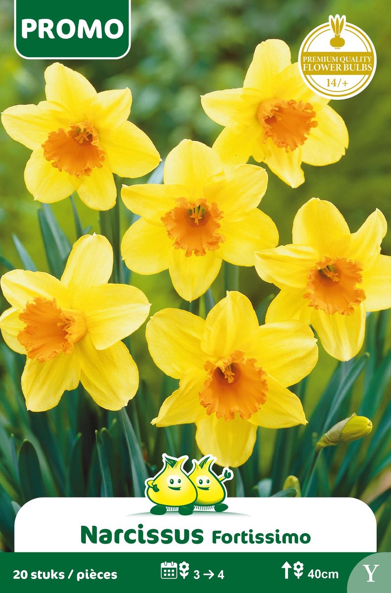 1 Zakje Promoverpakking Narcis Fortissimo 20 stuks maat 14/+