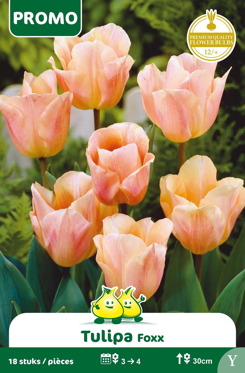 1 Zakje Promoverpakking Tulpen Abricot Foxx 18 stuks maat 12/+