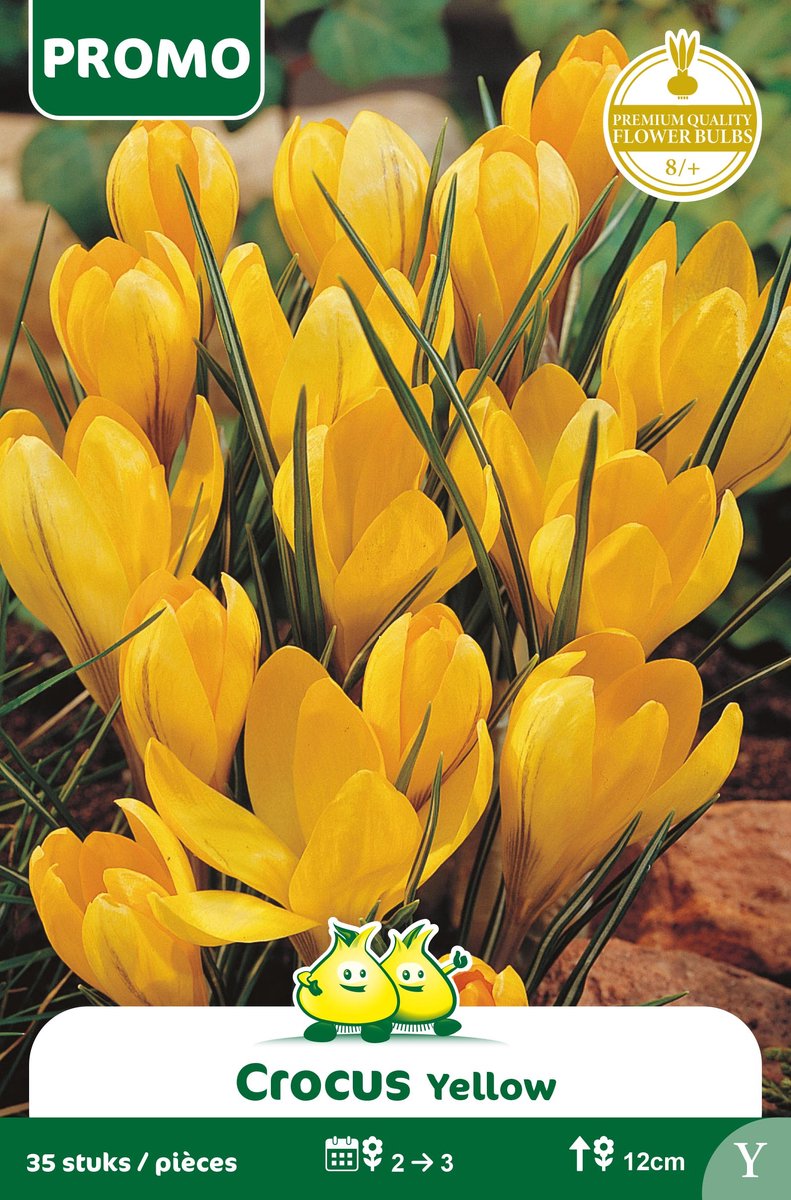 1 Zakje Promoverpakking Crocus Vernus Geel 35 stuks maat 8/+