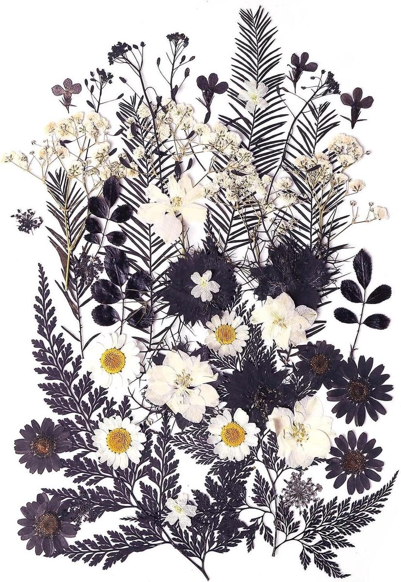 Gedroogde Geperste Bloemen - Planten Herbarium - Hars Sieraden Maken - 12 Soorten 48 Stuks - Niet Gespecificeerd - Zwart Wit