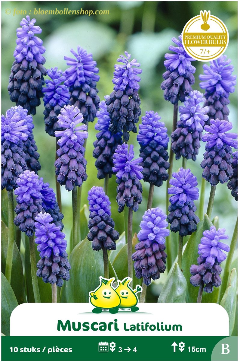 4 Zakjes Muscari Latifolium maat 7/+