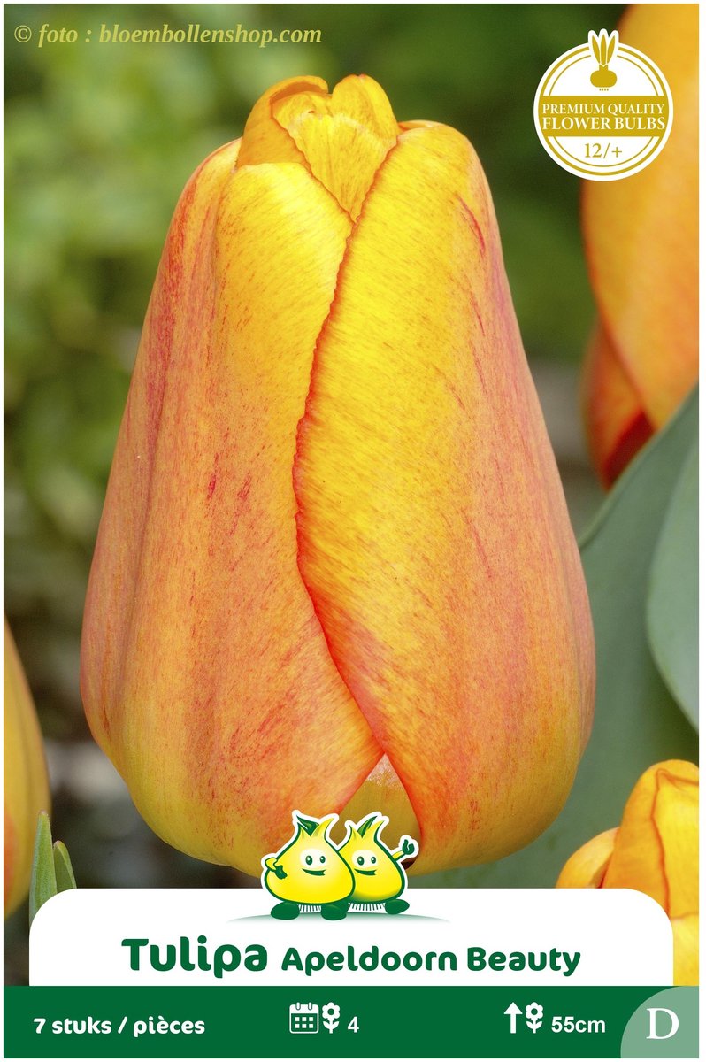 2 Zakjes Darwin Tulp Apeldoorn Beauty maat 12/+