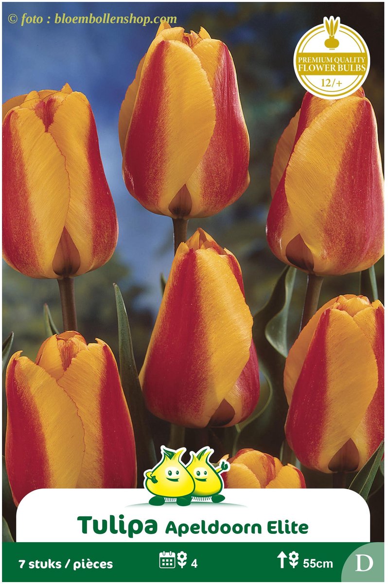 2 Zakjes Darwin Tulp Apeldoorn Elite maat 12/+