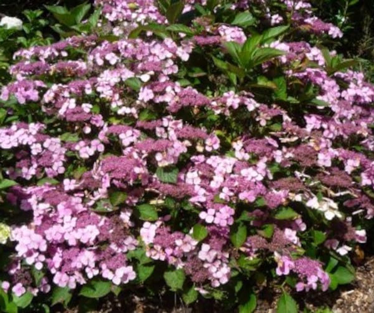 Bloeiende Struik - Kleurrijke Plant - Tuin Aankleden - Rijke Bloei - 20-30 cm - Gemengd