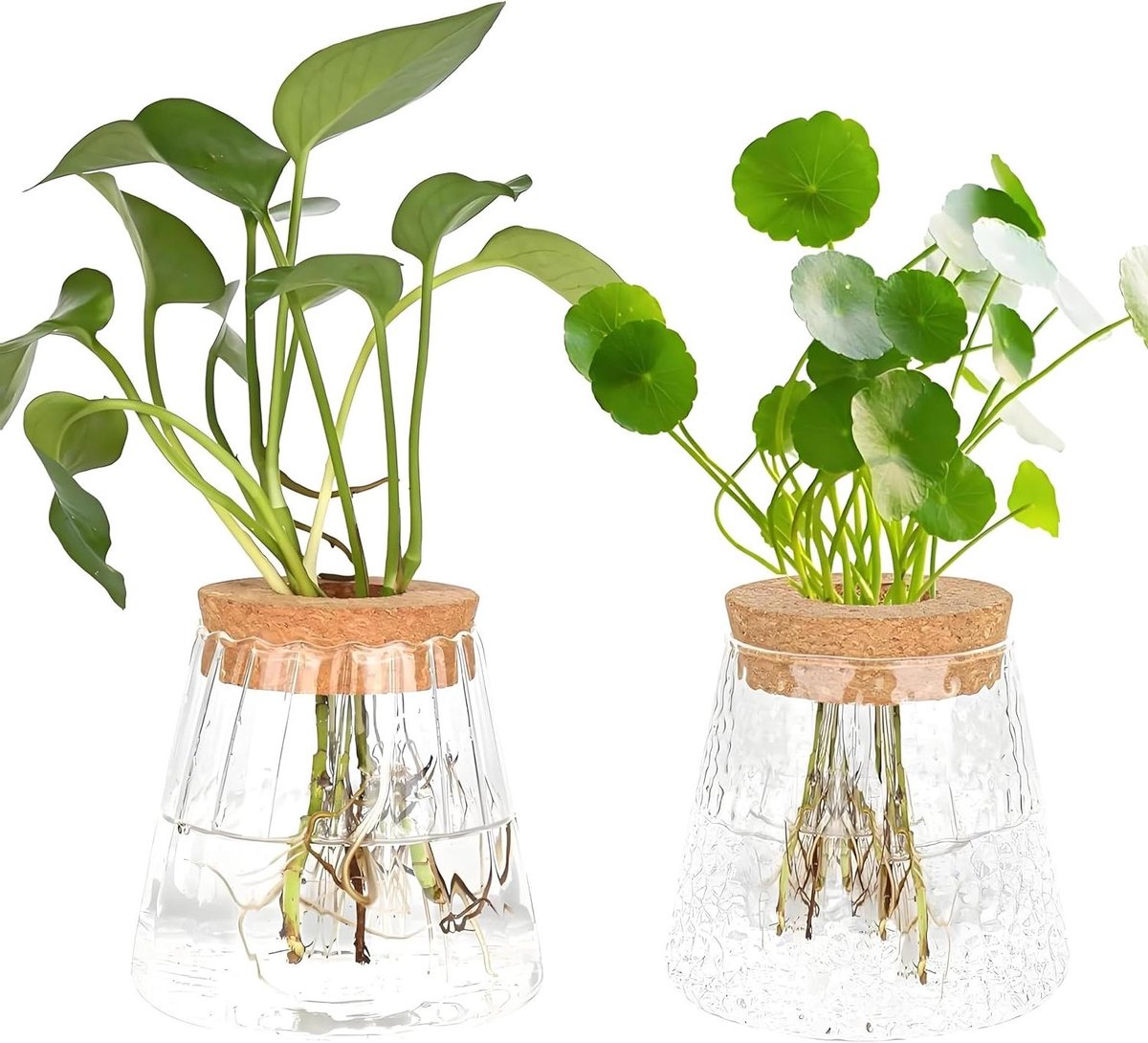 Hydrocultuur Vazen - Glazen Potten - Planten Kweken - Inclusief Houten Kurk - 2 Stuks - Helder
