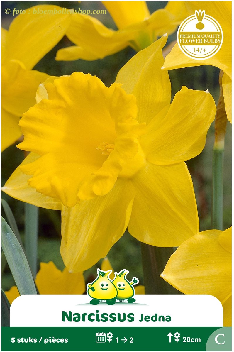 3 Zakjes Botanische Narcis Jedna maat 14/+