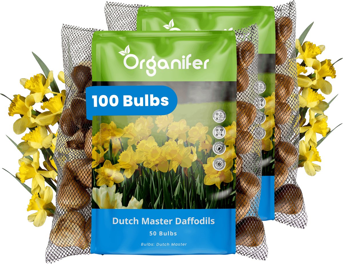 Narcissenbollen - 100 Bloembollen - Dutch Master - Goudgele Trompetbloemen - Organifer