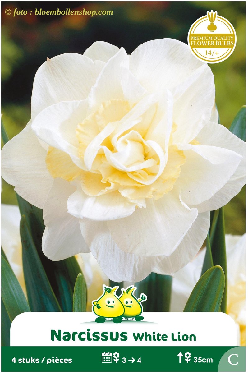 3 Zakjes Dubbele Narcis White Lion maat 14/+