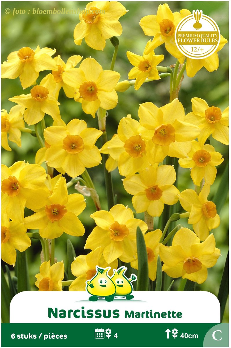 3 Zakjes Meerbloemige Narcis Martinette maat 12/+