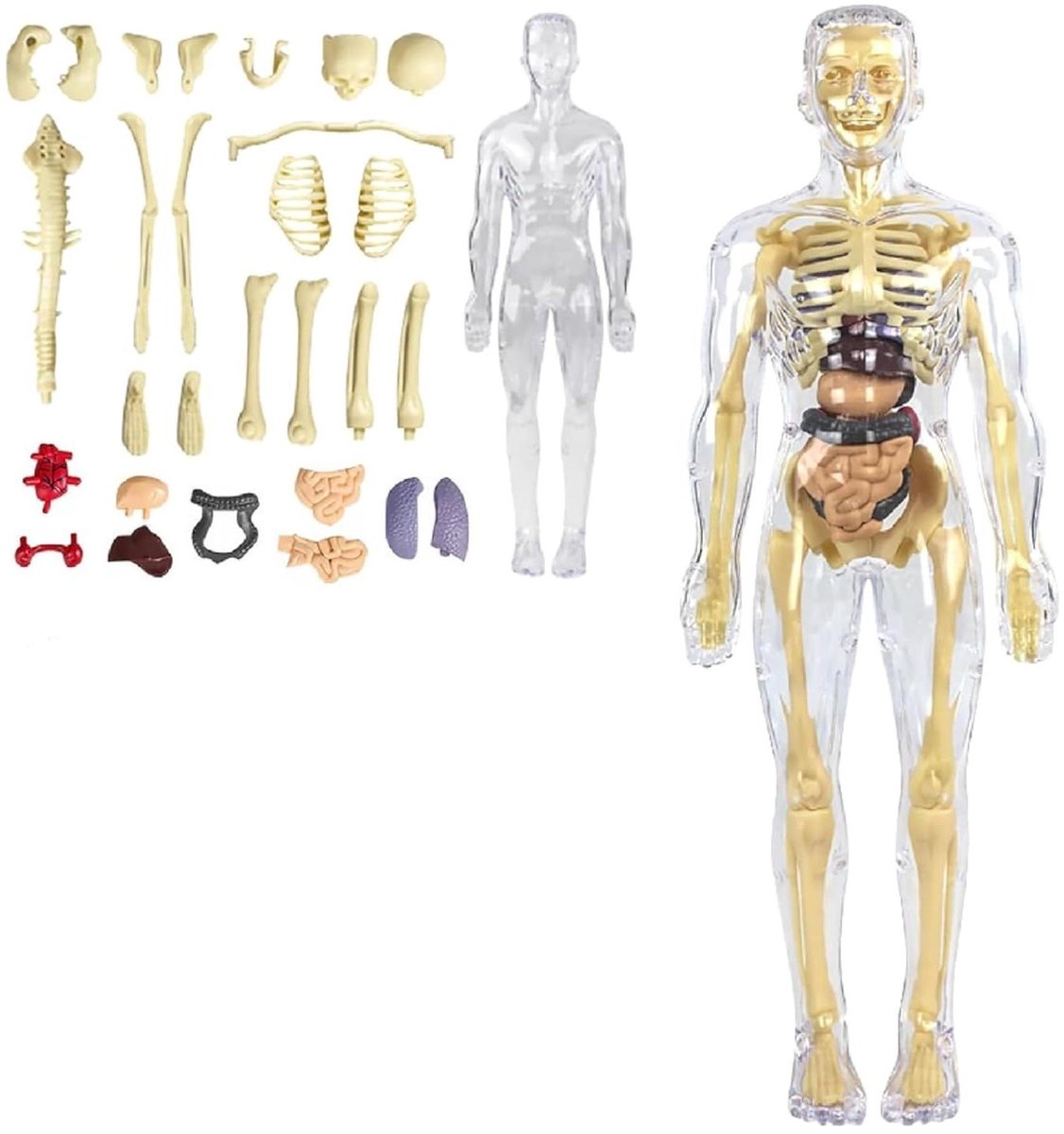 Anatomie Model Mens - Lichaamsmodel Leerzaam - Anatomie Leren - 27 Realistische Delen - Compact Formaat - Niet Van Toepassing