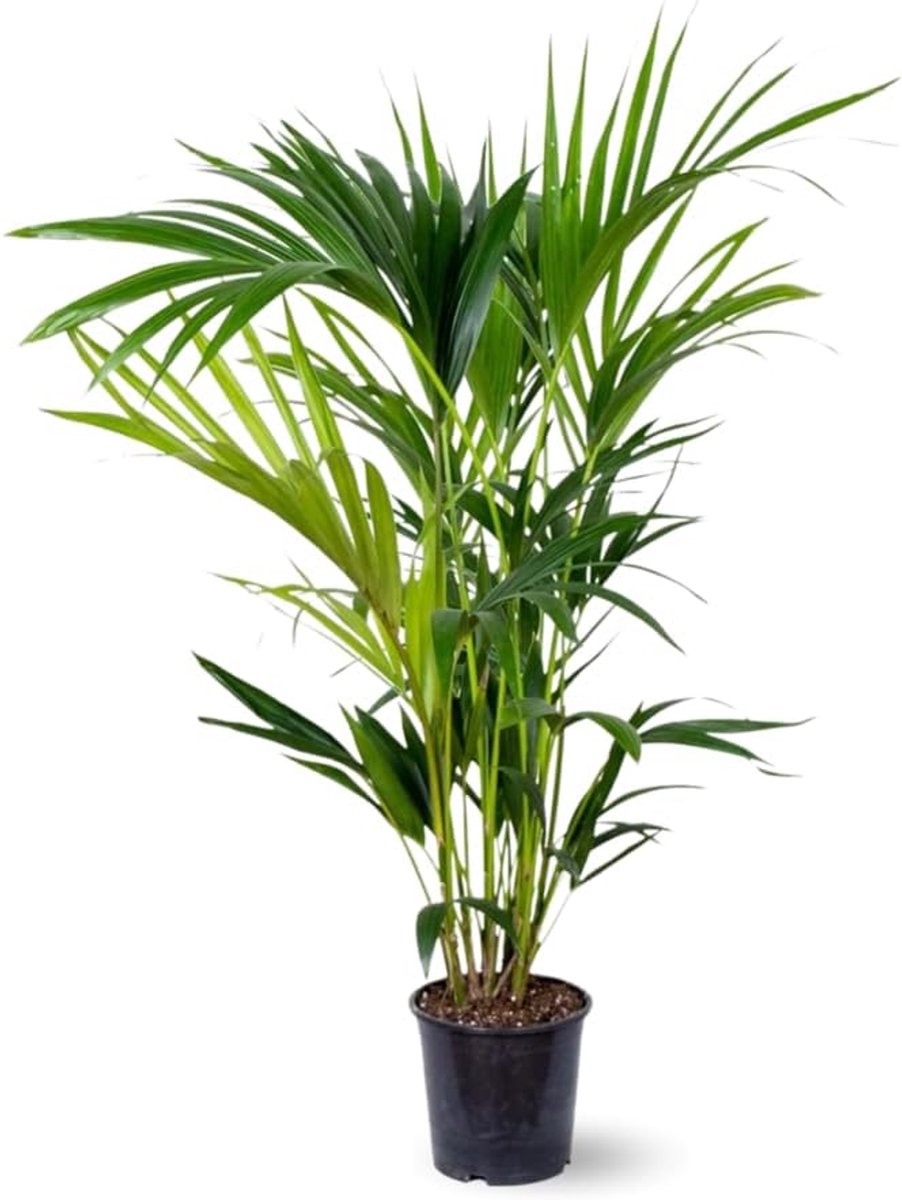 Jardin - Kentia - palm - luchtreiniger - 80-90 cm - ø 18 cm - kamerplant - howea forsterian