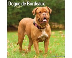 Bordeaux Dog Kalender 2027