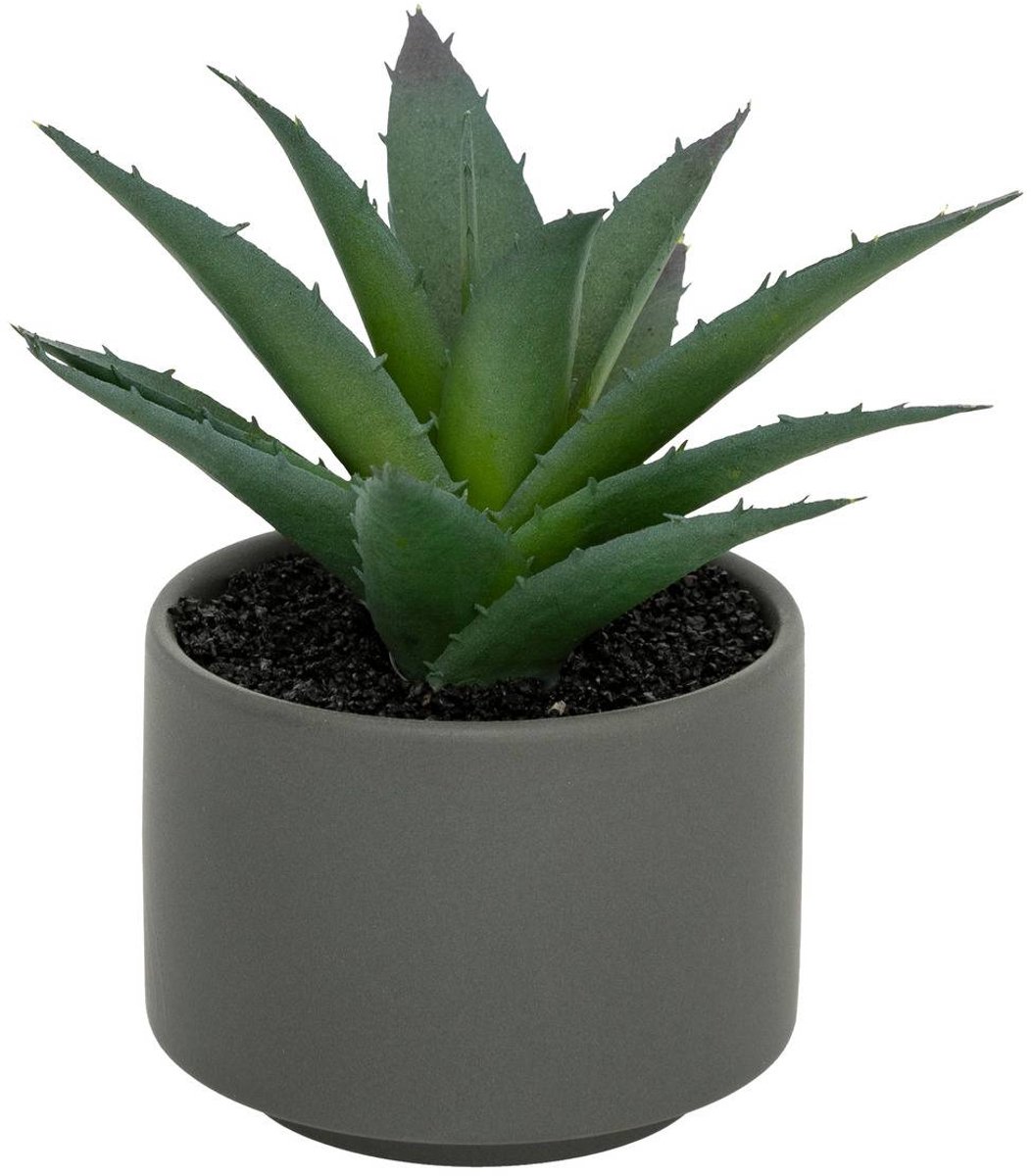 Vetplant in pot ANDA
