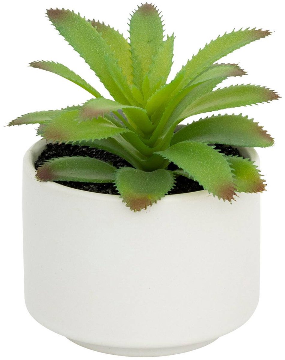 Vetplant in pot ANDA