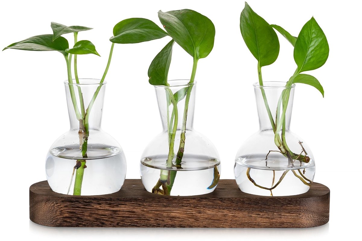 Omgoods - Glazen Propagatiestation voor Planten