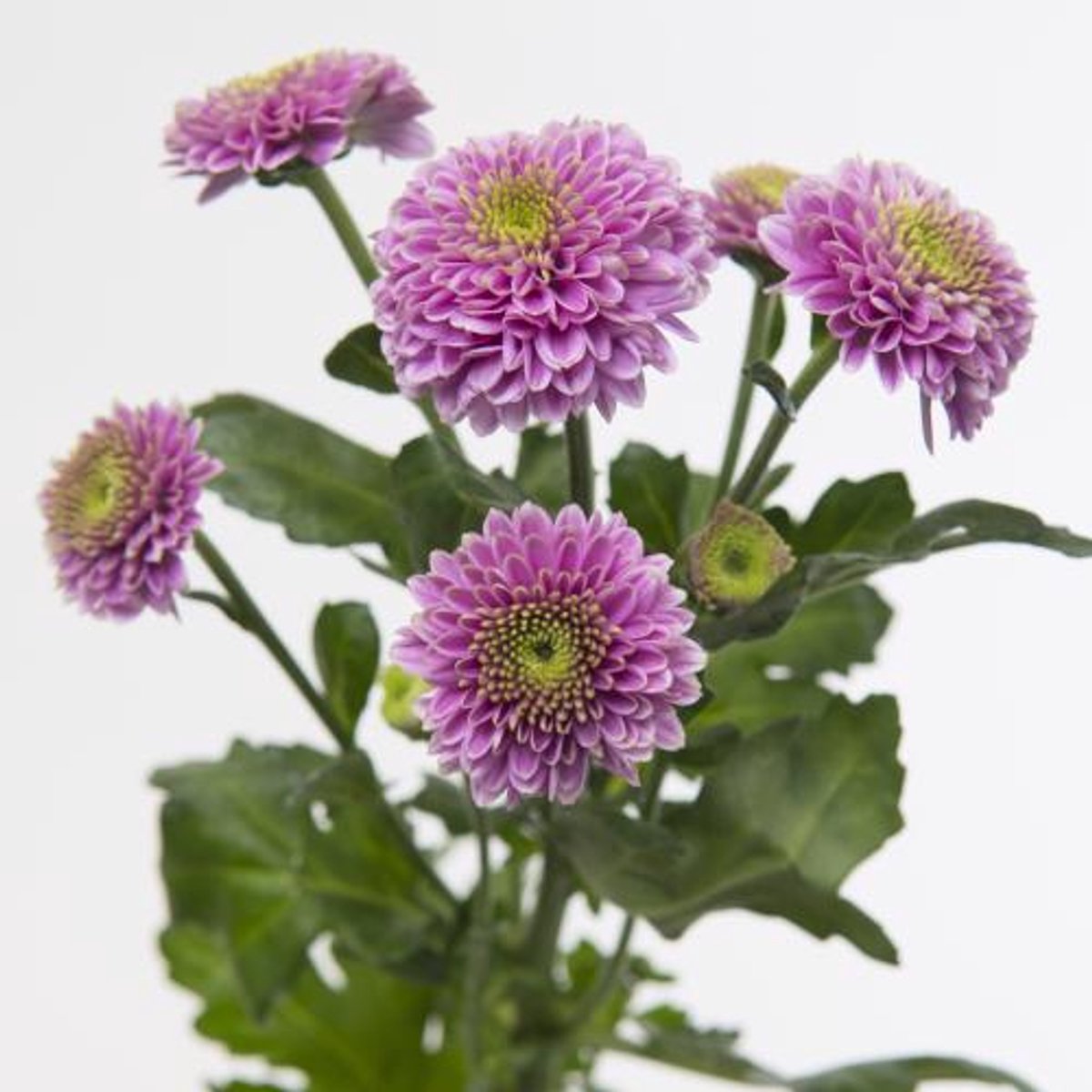 25x Chrysant san.doria 50cm