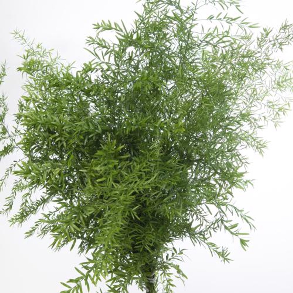 50x Aspar.cwebe 40cm