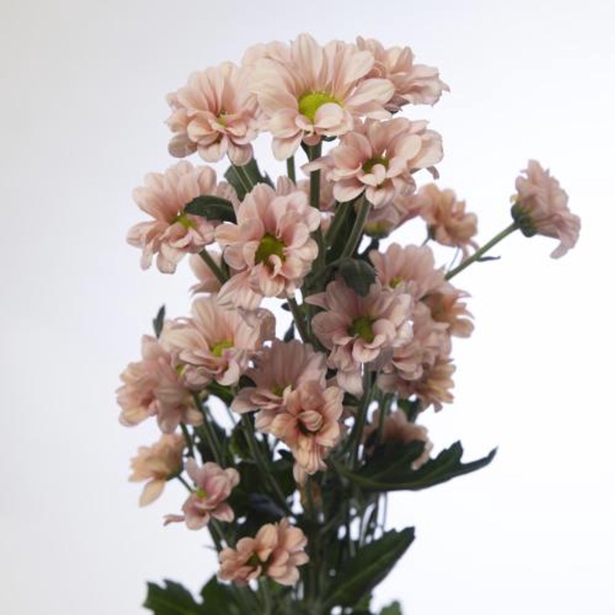 25x Chrysant san.babette 50cm