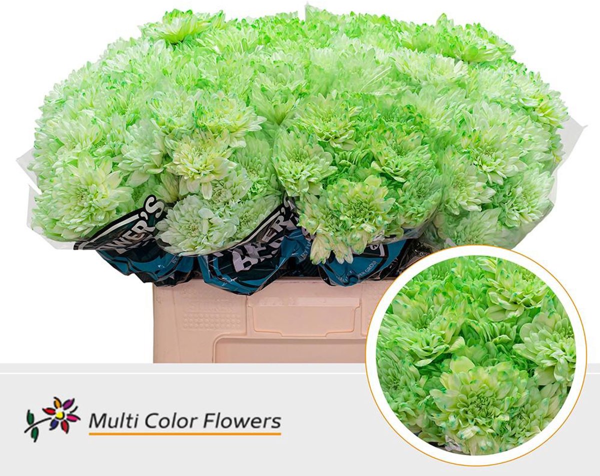 10x Chrysant baltica groen 60cm