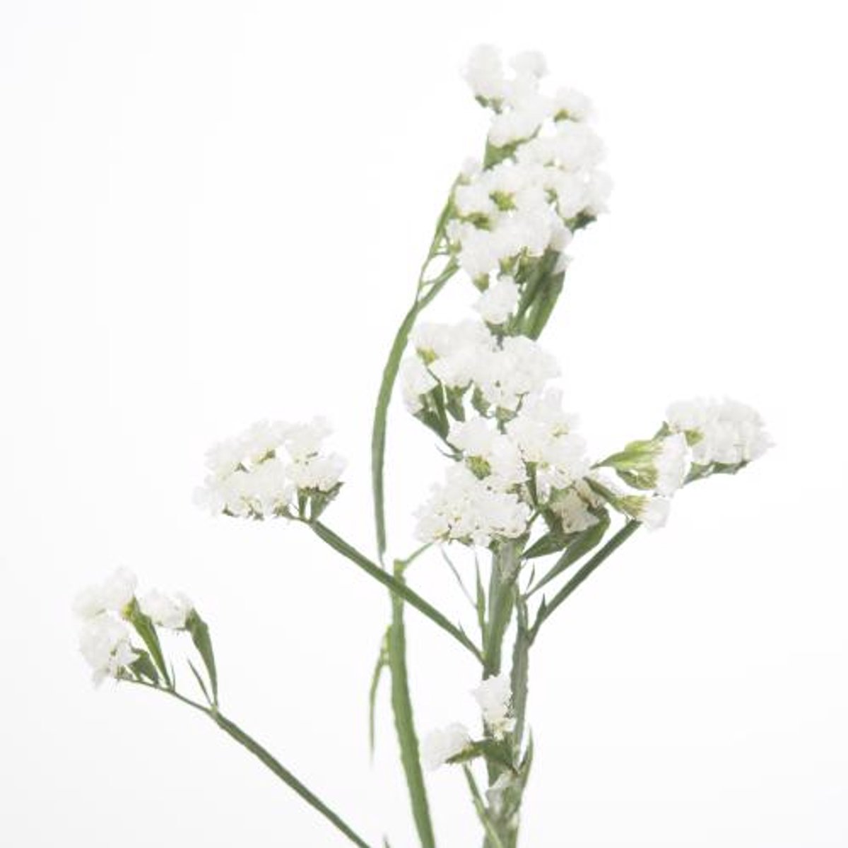 25x Lim.st.white starlight wings 70cm