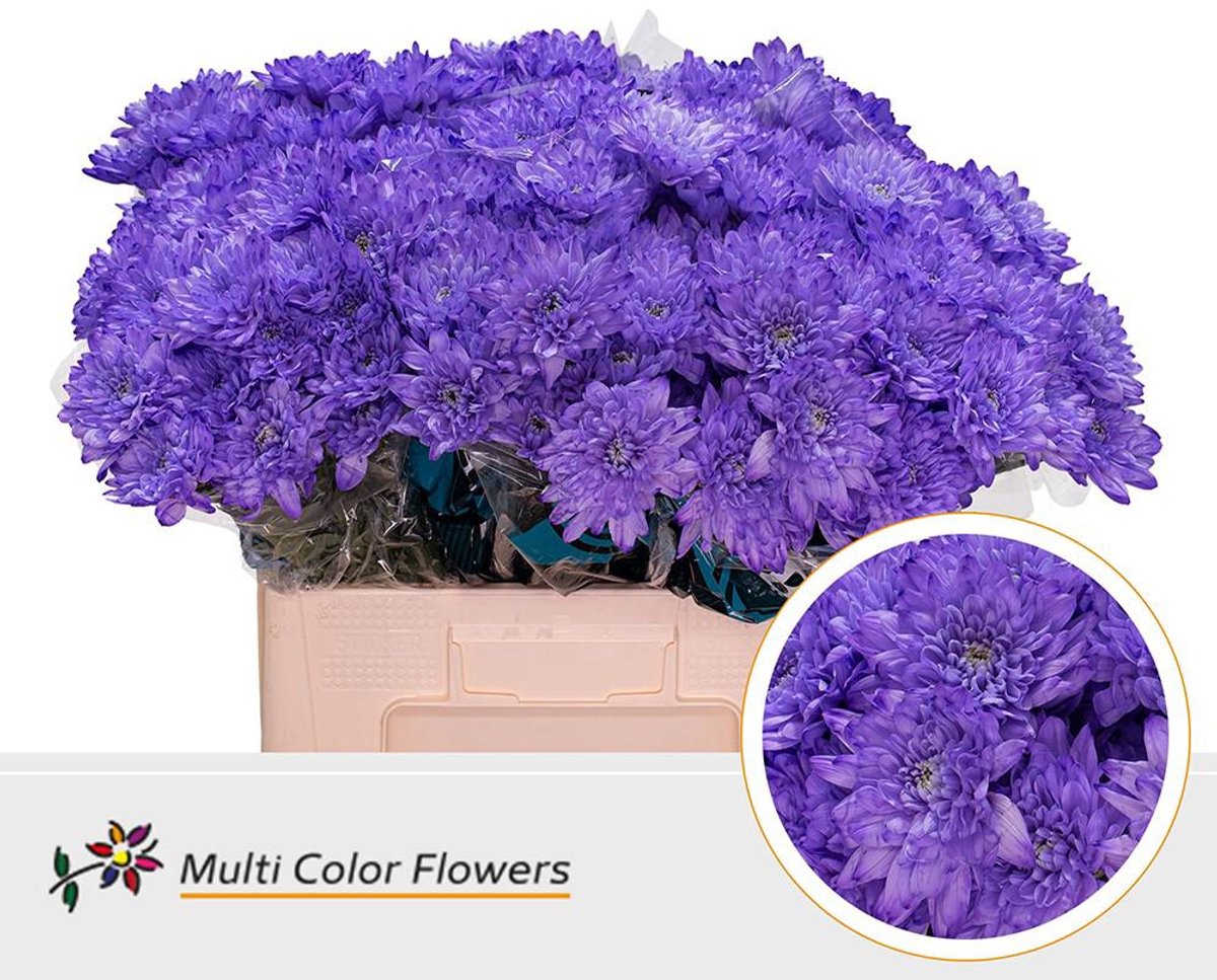 10x Chrysant baltica milka 60cm