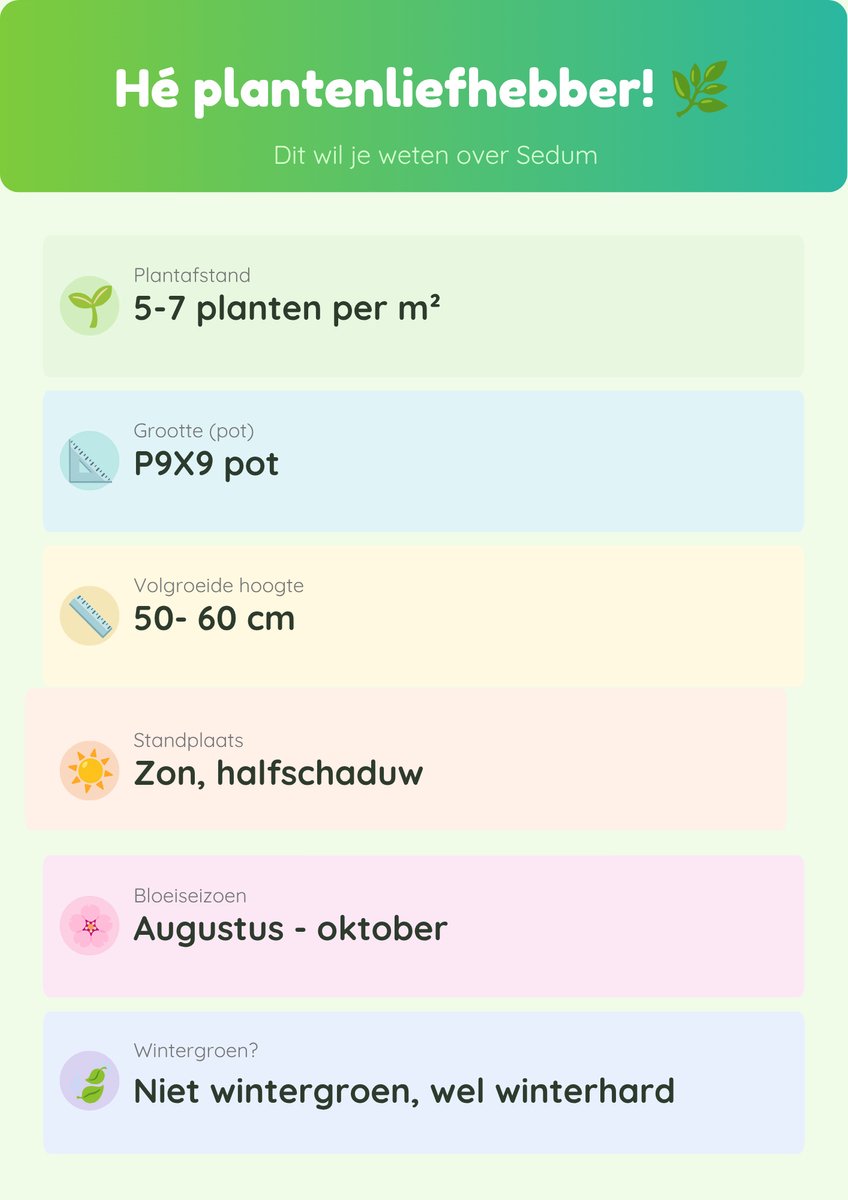 6 stuks - Sedum Matrona - vetkruid met roze bloem en donkere bladeren in warme tinten - winterharde vaste plant - brengt kleur in het najaar.