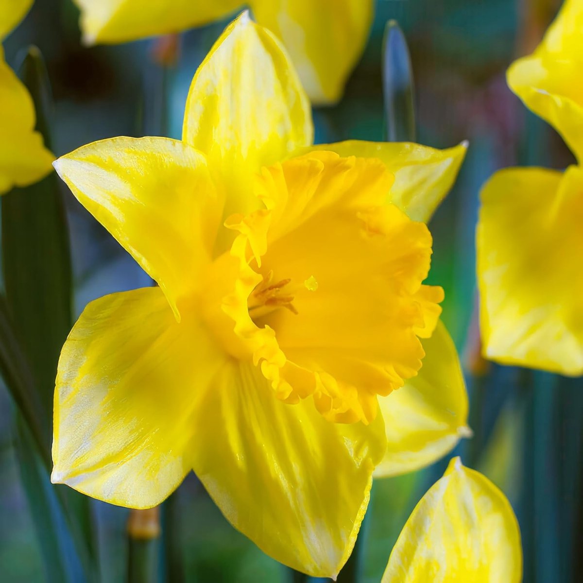 Narcissen Bloembollen Winterhard - Carlton - 25 stuks - Geel - Bloem Bollen Mix - Paasbloemen Meerjarig