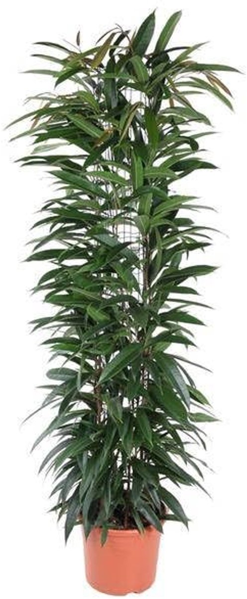 Elzusha - Ficus Alii King Kolom Ø29cm - 150cm Hoog