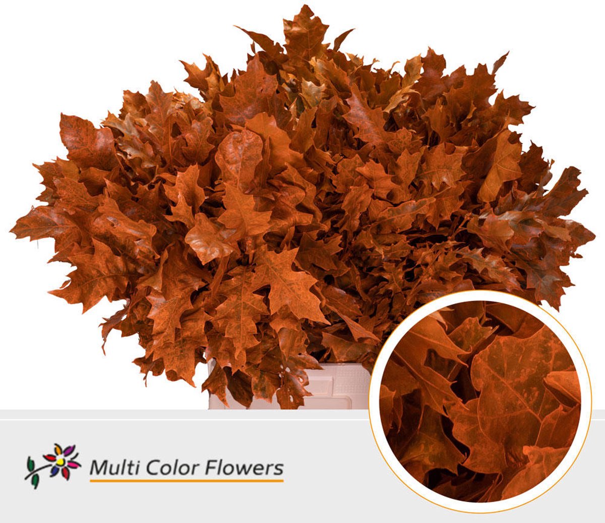 20x Sg quercus oranje 60cm