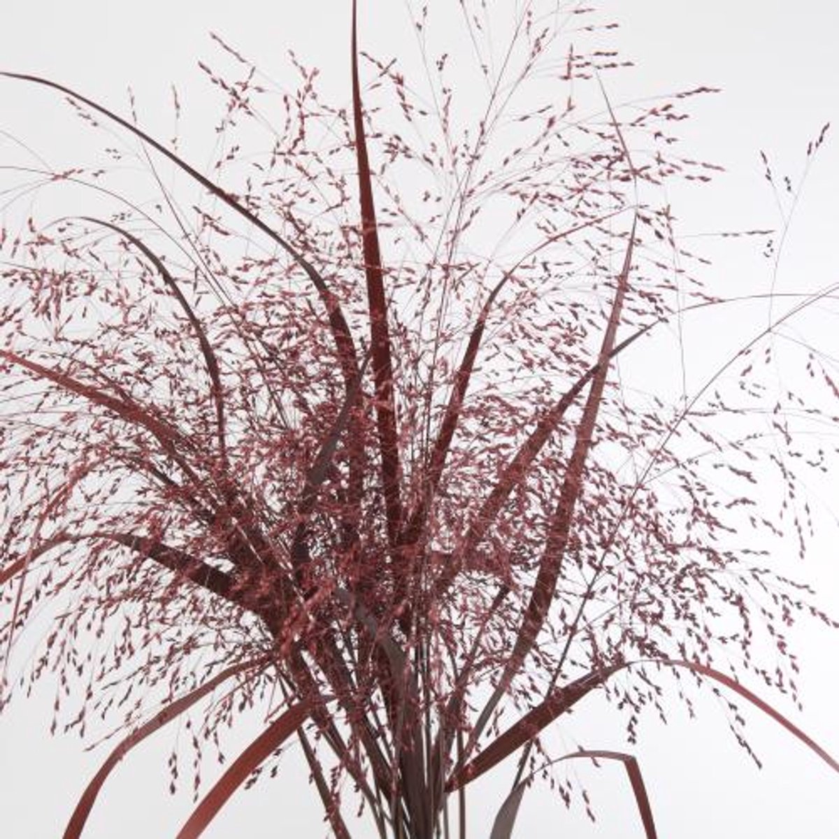 150x Gs panicum rood 80cm